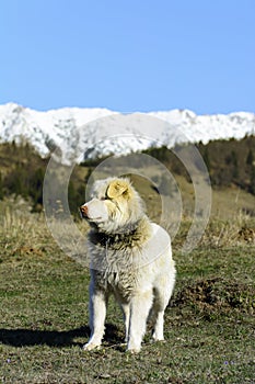 Montagna il cane 