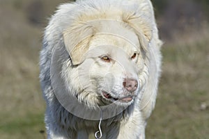 Mountain shepherd dog