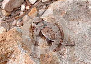 Mountain Short-horned Lizard