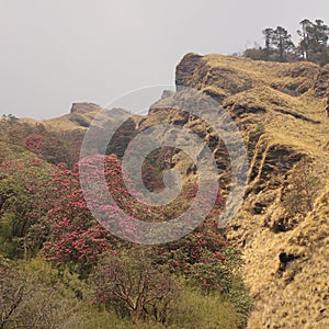 Mountain side in Nepal with blooming rhododendrons