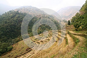 Mountain Side Terraces