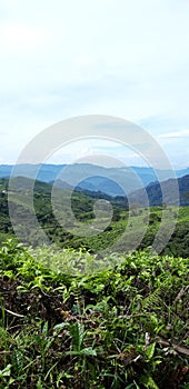 Mountain Silhoette and Tea Plantation View