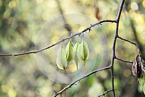 Mountain silverbell, Halesia monticola, twig with fruit