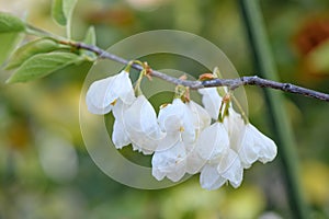 Mountain silverbell Halesia tetraptera var. monticola pending white flowers