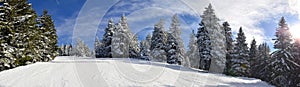 Mountain ski slope through silver forest