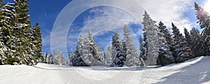 Mountain ski slope through white forest