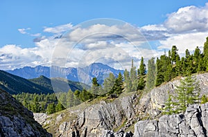 Mountain slope overgrown with Siberian cedars on beautiful summer day