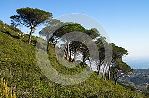 Mountain slope with Stone Pine trees - Pinus pinea