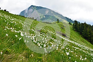 Mountain slopes covered in poet\'s daffodil (Narcissus poeticus) and Klek mountain behin in Karavanke mountains