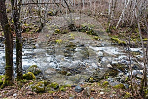 Mountain small river flowing among moss-grown stones