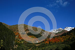 The mountain with snow in autumn landscape with colorful forest