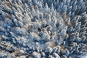 Mountain snow covered pine forest, top down aerial view. Winter landscape