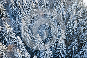 Mountain snow covered pine forest, top down aerial view. Winter landscape