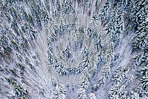 Mountain snow covered pine forest, top down aerial view. Winter landscape