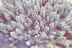 Mountain snow covered pine forest, top down aerial view. Winter landscape. Selective Focuus