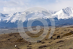Mountain snow horse pasture valley