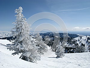 Mountain Snow Tree