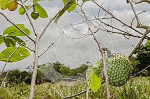 Mountain Sop Fruit And Blossom On Tree