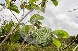 Mountain Sop On Tree