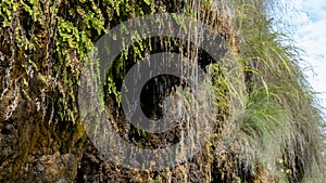 A mountain spring with clear spring cold water drips from the stone cliff of the mountain in summer