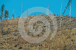 Mountain spring landscape. Mountain slope with sparse vegetation