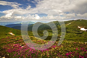 Mountain spring panorama with blooming rhododendron rue flowers and patches of snow under blue cloudy sky