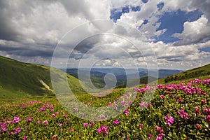 Mountain spring panorama with blooming rhododendron rue flowers and patches of snow under blue cloudy sky