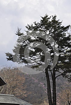 Mountain Spring season landscape from Kegon Falls place in Nikko National Park Japan