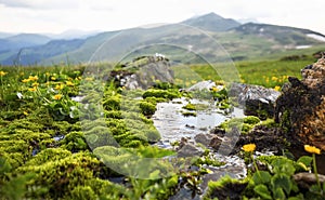 Mountain spring water flowing with green moss vegetation and yellow flowers, alpine fresh clean water spring