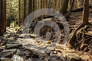 Mountain stone hiking road in the spring coniferous forest. Tatra mountain. Local travel concept