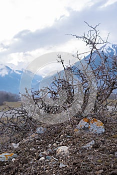 Mountain stone landscape: thorny bushes, moss on the rocks against the background of snowy mountains in white clouds