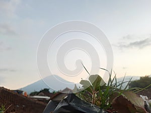 Mountain Strawberry Hometown