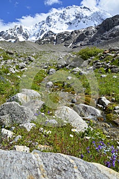 Mountain stream in an alpine meadow