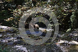 A mountain stream in the Aragonese Pyrenees