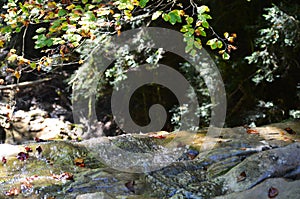 A mountain stream in the Aragonese Pyrenees