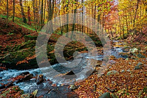 Mountain stream in autumn forest. water flow among the rocks