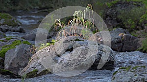 Mountain stream bends around stone. Stormy river with mossy rocks