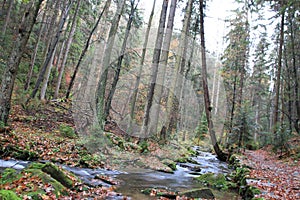 Mountain stream with big boulders below fresh green trees. Water level makes green reflections. The end of summer