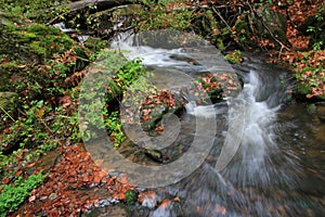 Mountain stream with big boulders below fresh green trees. Water level makes green reflections. The end of summer