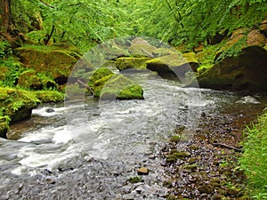 Mountain stream with big boulders below fresh green trees. Water level makes green reflections. The end of summer