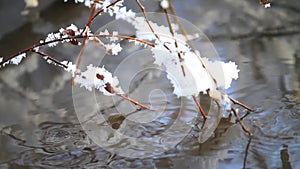 Mountain stream and branch with hoarfrost.