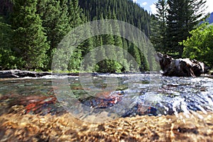 Mountain Stream In Colorado