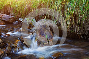 Mountain stream creek in the stones and green grass banks in mountain forest