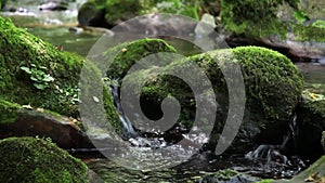 A mountain stream crosses the forest in Spain