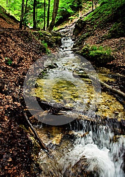 Mountain stream in a deciduous forest