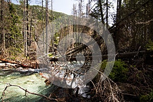 Mountain stream and Destroyed trees in forest