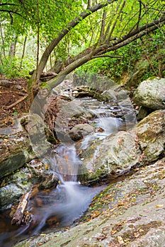 Mountain stream ecosystem