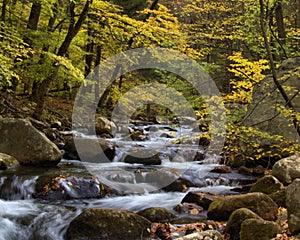 Mountain stream in fall