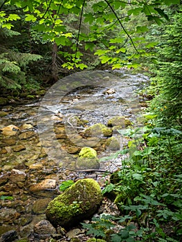 Mountain stream flow in the european forest