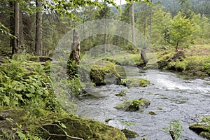 Mountain stream flowing through the forest